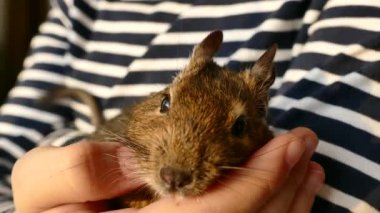 Evcil bir hayvanla oyna. Okşayan el faresi. Şili sincabı ayçekirdeği yer. Grisun Daegu ellerinin üzerinde oturuyor..