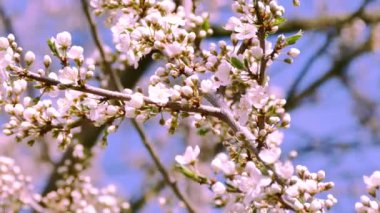 Çiçekli bahar bahçesi. Güneş ışınları ağaçların dallarındaki çiçeklerin arasından kırılıyor. Meyve ağaçlarının beyaz çiçekleri.