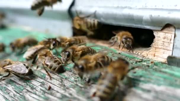 Bees Preparing Spring Scurry Entrance Beehive Hibernation European Bees Close — Stock Video