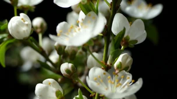 Floración Jardín Primavera Los Rayos Del Sol Atraviesan Las Flores — Vídeos de Stock