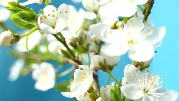 Floración Jardín Primavera Los Rayos Del Sol Atraviesan Las Flores — Vídeos de Stock