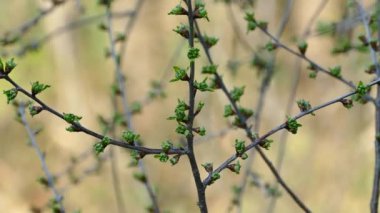 İlkbaharda, ağaçların dalları genç yapraklarla dolup taşar. Baharın uyanışı. Yeşil Orman.