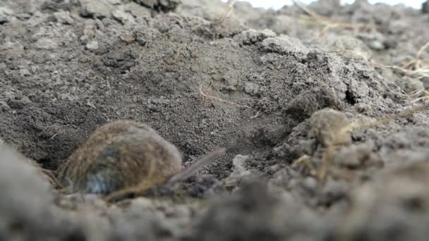 Die Graue Maus Gräbt Ein Loch Den Boden Das Nagetier — Stockvideo