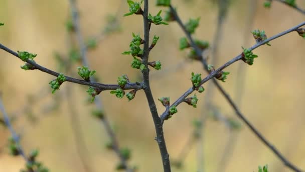 Wiosną Gałęzie Drzew Kwitną Młodymi Liśćmi Przebudzenie Wiosny Zielony Las — Wideo stockowe