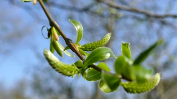 Wiosną Gałęzie Drzew Kwitną Młodymi Liśćmi Przebudzenie Wiosny Zielony Las — Wideo stockowe