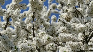 Çiçekli bahar bahçesi. Güneş ışınları ağaçların dallarındaki çiçeklerin arasından kırılıyor. Meyve ağaçlarının beyaz çiçekleri.