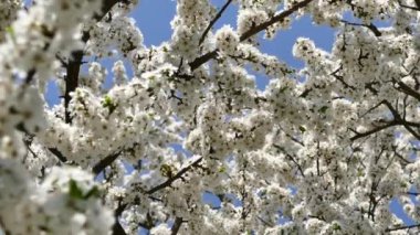 Çiçekli bahar bahçesi. Güneş ışınları ağaçların dallarındaki çiçeklerin arasından kırılıyor. Meyve ağaçlarının beyaz çiçekleri.
