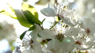 Çiçekli bahar bahçesi. Güneş ışınları ağaçların dallarındaki çiçeklerin arasından kırılıyor. Meyve ağaçlarının beyaz çiçekleri.