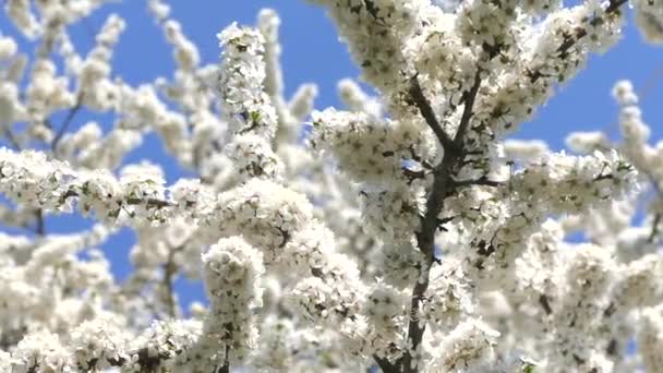 Floración Jardín Primavera Los Rayos Del Sol Atraviesan Las Flores — Vídeos de Stock
