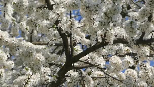 Blommande Vårträdgård Solens Strålar Bryter Igenom Blommorna Trädens Grenar Vita — Stockvideo