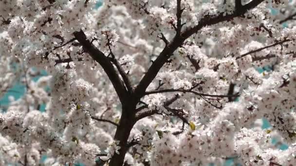 Цветущий Весенний Сад Луч Солнца Прорывается Сквозь Цветы Ветвях Деревьев — стоковое видео