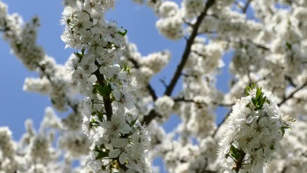 Blommande Vårträdgård Solens Strålar Bryter Igenom Blommorna Trädens Grenar Vita — Stockvideo