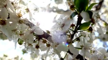 Çiçekli bahar bahçesi. Güneş ışınları ağaçların dallarındaki çiçeklerin arasından kırılıyor. Meyve ağaçlarının beyaz çiçekleri.