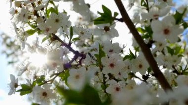 Çiçekli bahar bahçesi. Güneş ışınları ağaçların dallarındaki çiçeklerin arasından kırılıyor. Meyve ağaçlarının beyaz çiçekleri.