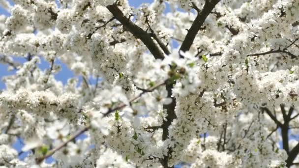 開花する春の庭園 太陽の光線は木の枝の花を突破する フルーツの木の白い花 — ストック動画