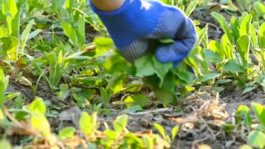 Bahçedeki yabani otları yoluyoruz. Bahçeyi inceleyin. Tarlada iş eldiveni. 