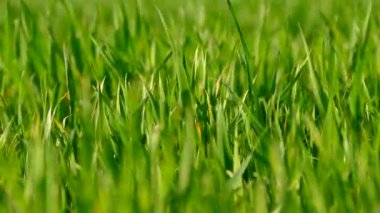 Yeşil çimenler. Tarlada genç buğday filizlendirir. Doku ya da yeşil arkaplan. Rüzgar otları karıştırıyor..