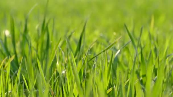 Green Grass Shoots Young Wheat Field Texture Green Background Wind Stock Footage