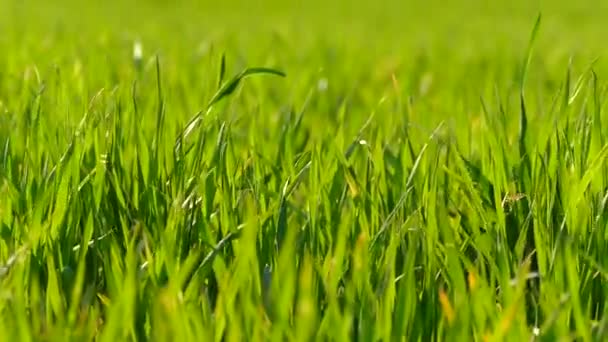 Green Grass Shoots Young Wheat Field Texture Green Background Wind Stock Footage