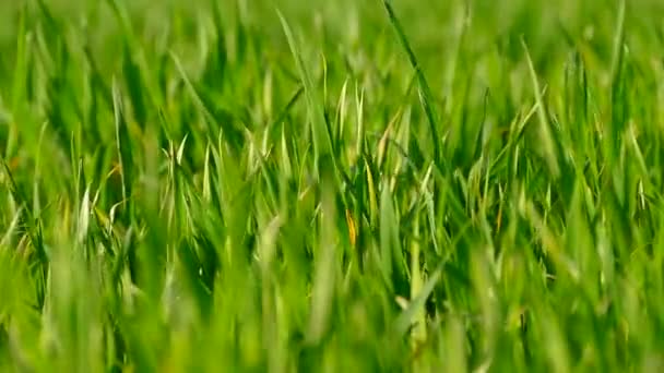 グリーングラス フィールドで若い小麦を撃つ テクスチャやグリーンの背景 風が草をかき混ぜる — ストック動画