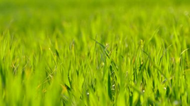 Yeşil çimenler. Tarlada genç buğday filizlendirir. Doku ya da yeşil arkaplan. Rüzgar otları karıştırıyor..