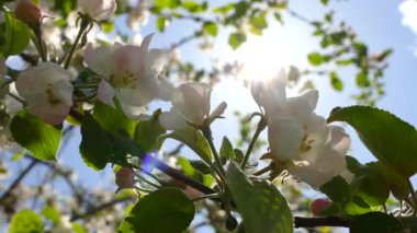 Elma ağaçlarının dallarında güzel bir çiçek açar. Bahar güneşinin ışınları, bahçedeki beyaz-pembe ağaçların arasından yol alır..