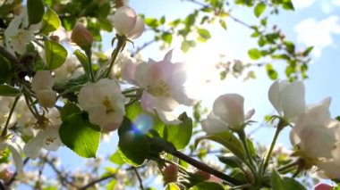 Elma ağaçlarının dallarında güzel bir çiçek açar. Bahar güneşinin ışınları, bahçedeki beyaz-pembe ağaçların arasından yol alır..