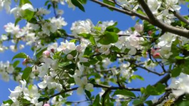 Elma ağaçlarının dallarında güzel bir çiçek açar. Bahar güneşinin ışınları, bahçedeki beyaz-pembe ağaçların arasından yol alır..