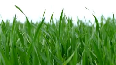 Yeşil çimenler. Tarlada genç buğday filizlendirir. Doku ya da yeşil arkaplan. Rüzgar otları karıştırıyor..