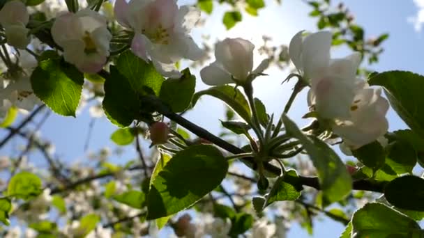 Piękny Kwiat Gałęziach Jabłoni Promienie Wiosennego Słońca Przedzierają Się Przez — Wideo stockowe