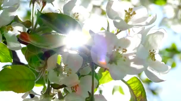 Vacker Blomma Grenar Ppletrã Vårsolens Strålar Tar Sig Fram Genom — Stockvideo