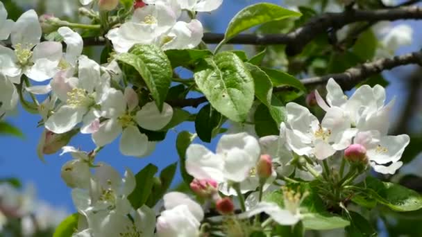 Прекрасный Цветок Ветвях Яблонь Луч Весеннего Солнца Пробивается Сквозь Бело — стоковое видео