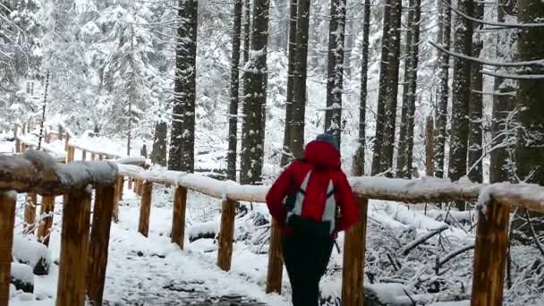 Karlı Yoldan Git Kız Turist Dağ Yoluna Tırmanıyor Doğada Aktif — Stok video