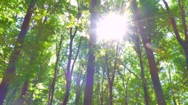 Yeşil yaz ormanı. Güneşin ışınları ağaçların dallarında yeşil yapraklarla parlıyor. Temiz ekoloji.