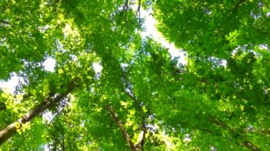 Yeşil yaz ormanı. Güneşin ışınları ağaçların dallarında yeşil yapraklarla parlıyor. Temiz ekoloji.