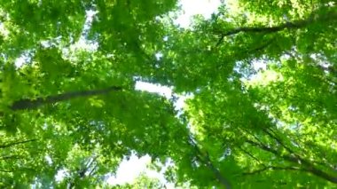 Yeşil yaz ormanı. Güneşin ışınları ağaçların dallarında yeşil yapraklarla parlıyor. Temiz ekoloji.