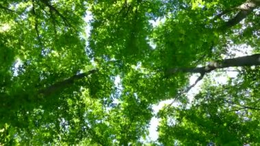 Yeşil yaz ormanı. Güneşin ışınları ağaçların dallarında yeşil yapraklarla parlıyor. Temiz ekoloji.