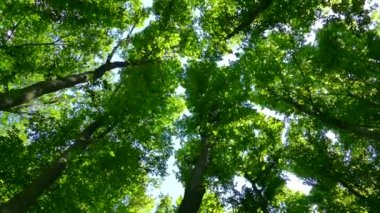 Yeşil yaz ormanı. Güneşin ışınları ağaçların dallarında yeşil yapraklarla parlıyor. Temiz ekoloji.