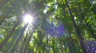 Yeşil yaz ormanı. Güneşin ışınları ağaçların dallarında yeşil yapraklarla parlıyor. Temiz ekoloji.
