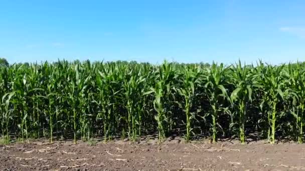 Talos Verdes Milho Crescem Campo Sementes Semeadas Nas Fileiras Desceram — Vídeo de Stock