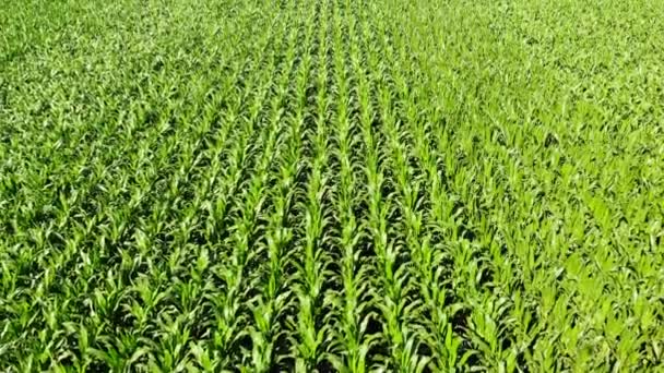 Зелені Стебла Кукурудзи Ростуть Полі Насіння Посіяне Рядами Впало Агроіндустрія — стокове відео