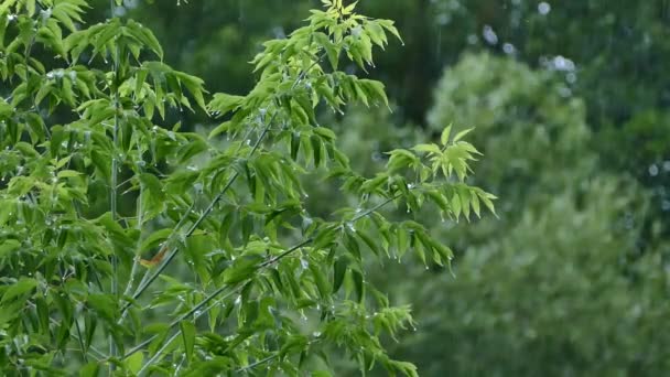Парке Идет Дождь Капли Падают Ветвей Деревьев Плохая Погода Летом — стоковое видео