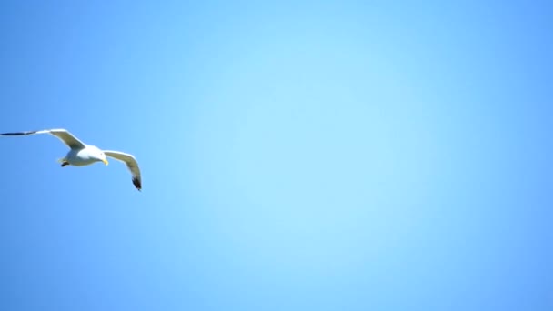 Måge Flyver Mod Den Blå Himmel Havet Seabird Svæver Himlen – Stock-video