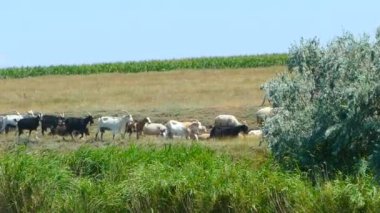 Bir keçi sürüsü keçi yolunda yürüyor. Birçok keçi çayırda birlikte dolaşır..
