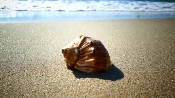 Concha Encuentra Una Playa Arena Bañada Por Las Olas Del — Vídeos de Stock