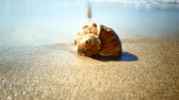 Concha Fica Uma Praia Arenosa Lavada Pelas Ondas Mar Descanse — Vídeo de Stock