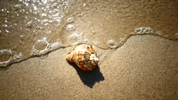 Concha Fica Uma Praia Arenosa Lavada Pelas Ondas Mar Descanse — Vídeo de Stock