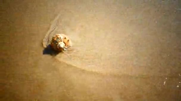 Concha Fica Uma Praia Arenosa Lavada Pelas Ondas Mar Descanse — Vídeo de Stock