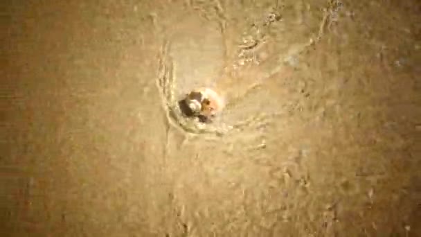 Όστρακο Βρίσκεται Μια Αμμώδη Παραλία Και Πλένεται Από Κύματα Της — Αρχείο Βίντεο