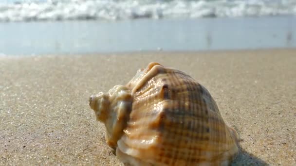 Mušle Leží Písčité Pláži Omývána Mořskými Vlnami Odpočiň Moři Shell — Stock video